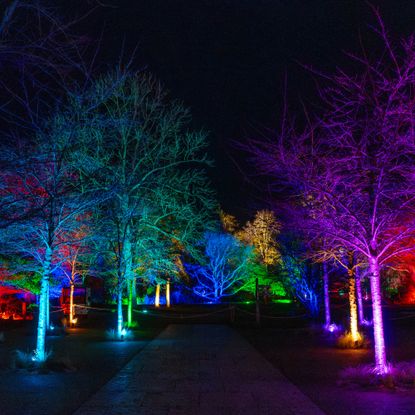 colorful uplit trees for the holidays 