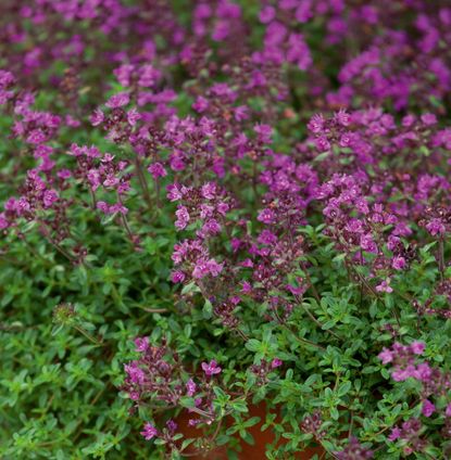 How to grow thyme | Homes & Gardens