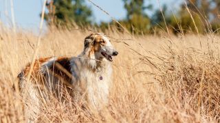 Borzoi stood in field