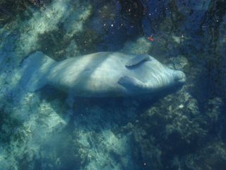 A Florida Manatee rests underwater in Three Sisters Springs in Crystal River, Fla.