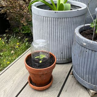 A plastic bottle made into a plant cover