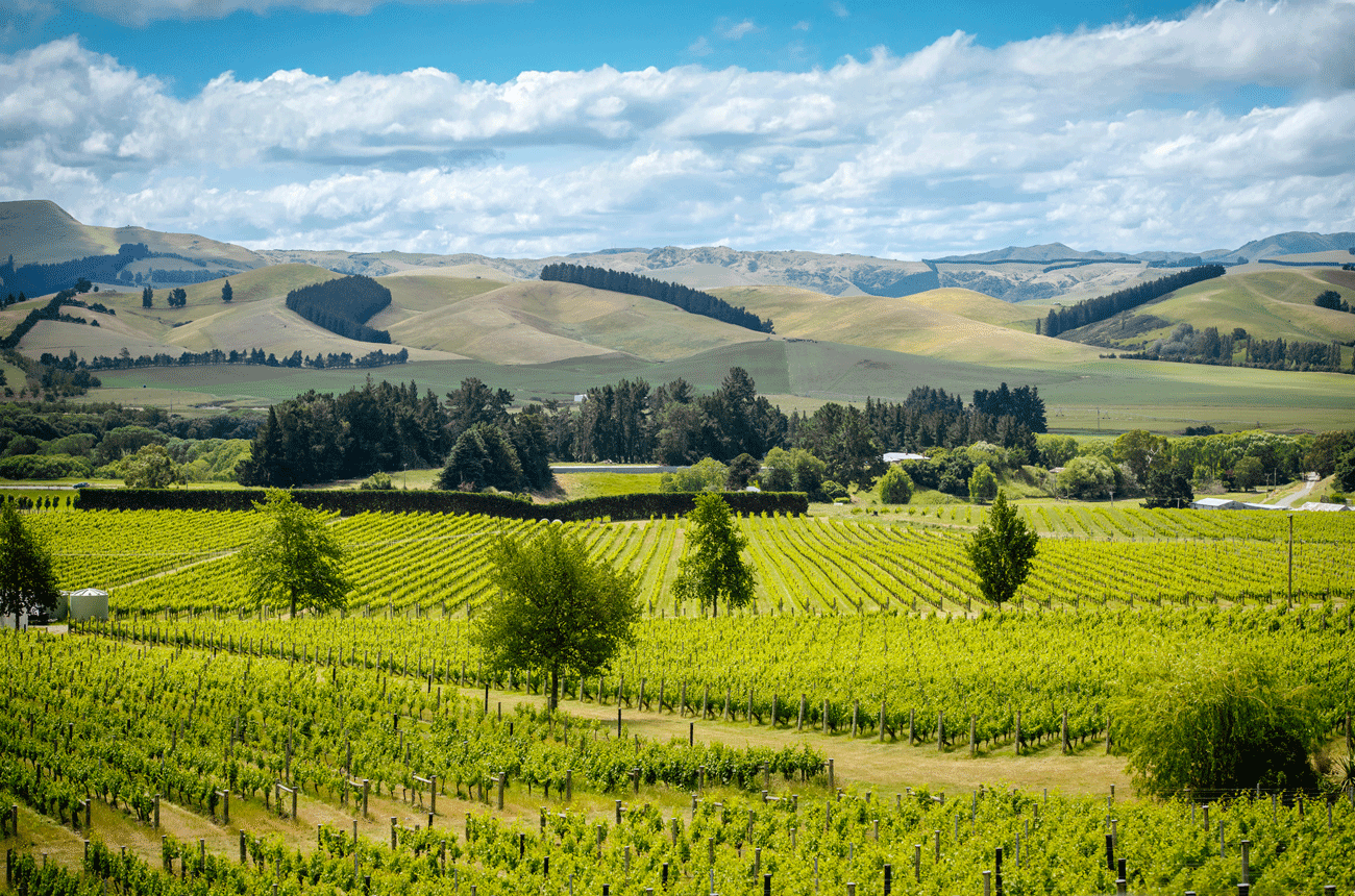 Skypunch vineyard, Black Estate, North Canterbury