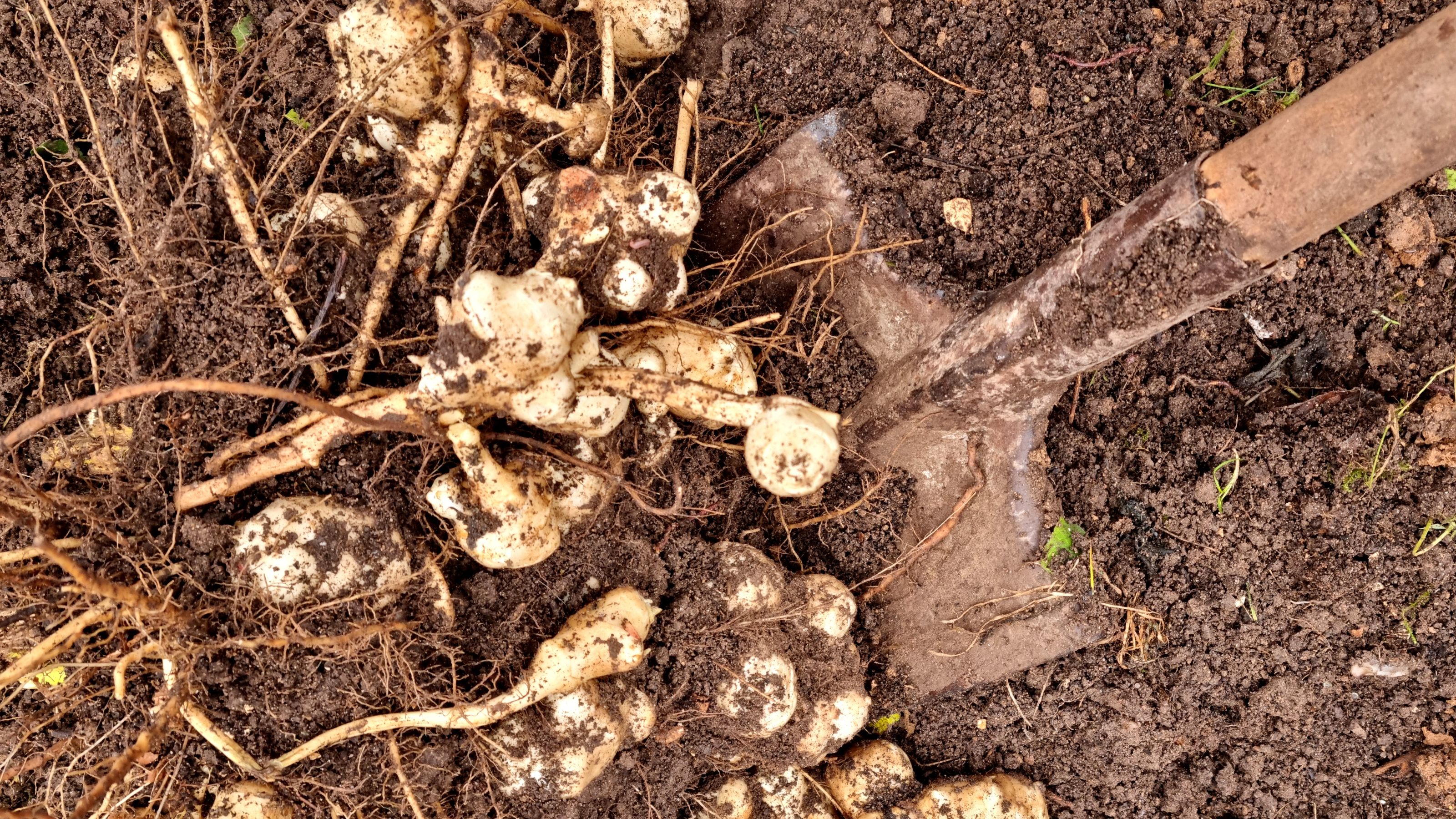 Jerusalem artichokes being harvested with garden shovel