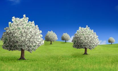 picture of money growing on several trees in a field