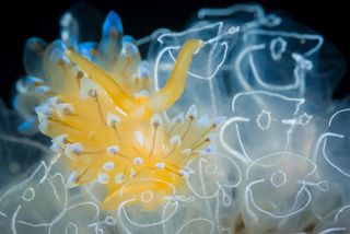 Frills upon frills, underwater photography