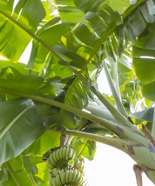 banana tree with bunches of fruit