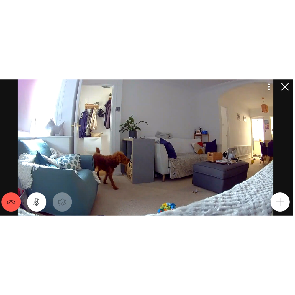 Screenshot from Matthew's Ring Indoor Camera, one of the best pet cameras, showing his living room and his dog
