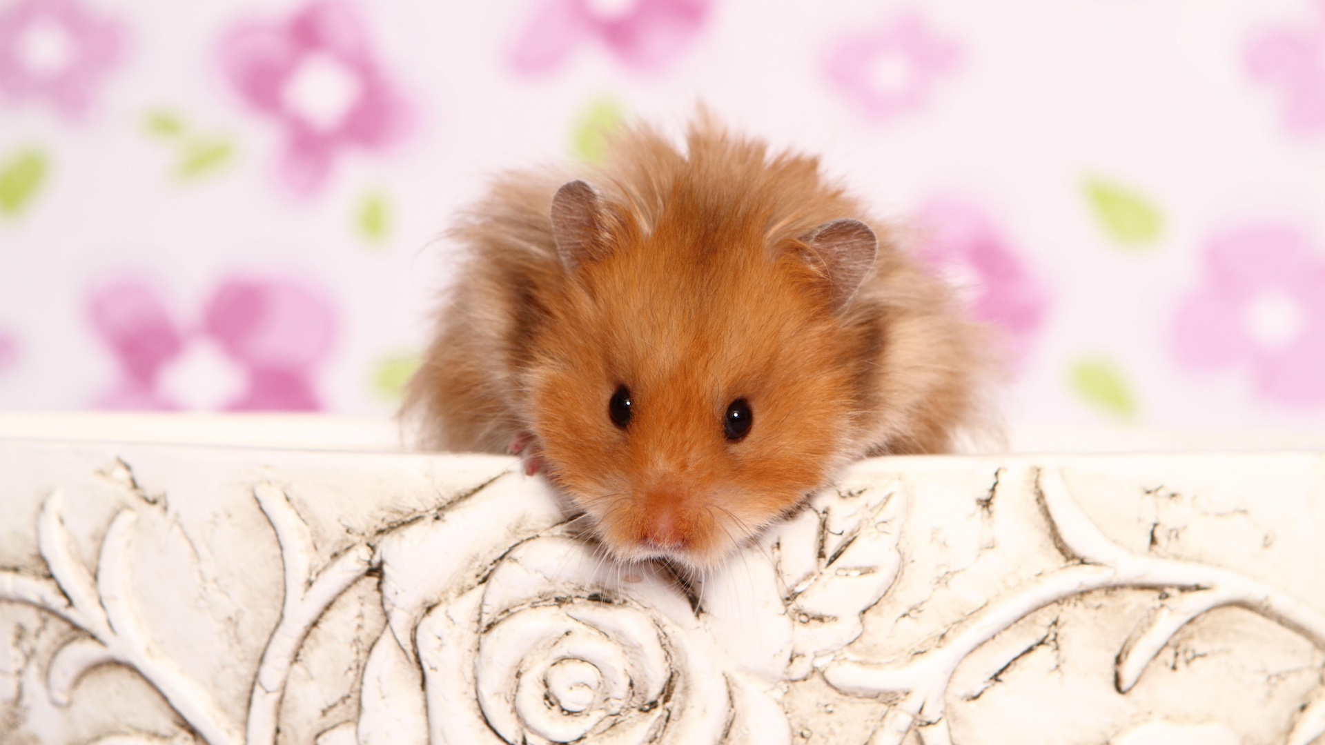 Teddy bear hamster