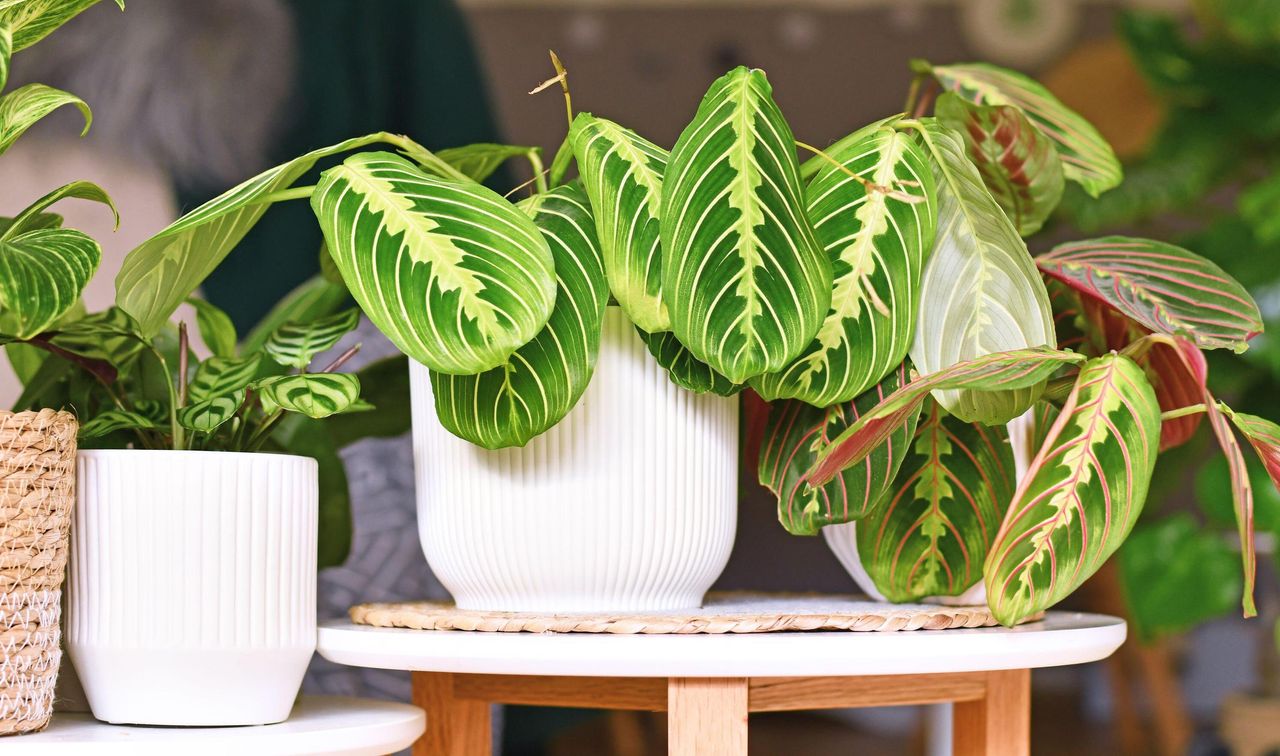 Prayer plant or Maranta in a white plant pot