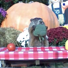 Chunk the groundhog munching on broccoli