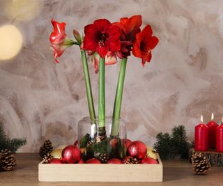 Red Amaryllis plant and Christmas decorations