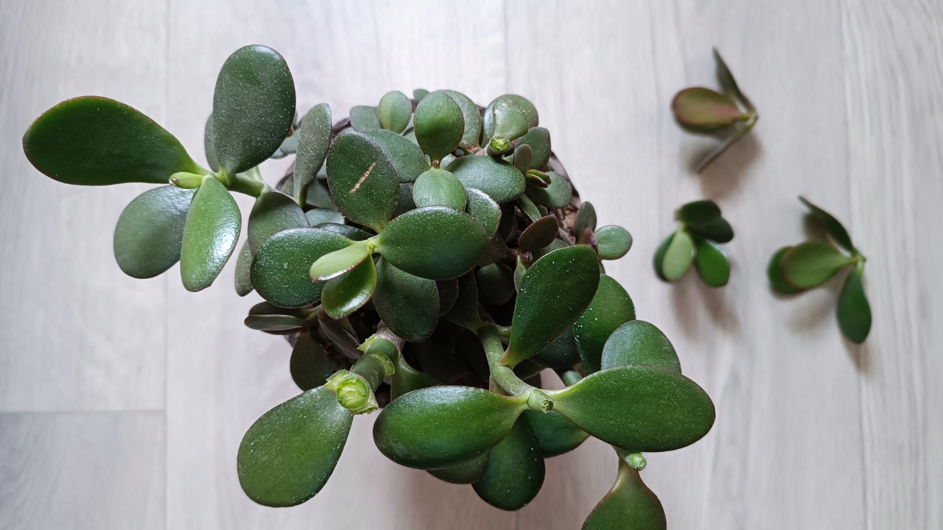 picture of jade plant with clusters of leaves dropped
