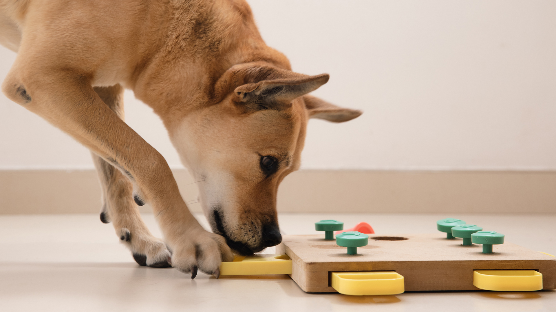 A dog inspects a puzzle hiding dried treats.