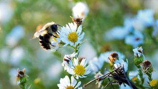 A bumblebee searching for nectar on a daisy near Leaser Lake, Pennsylvania