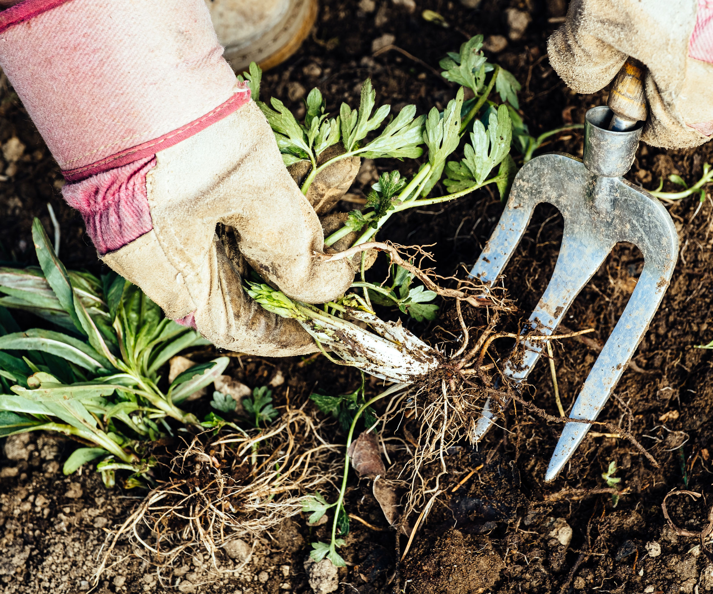 weeding in garden with gardening gloves and hand fork