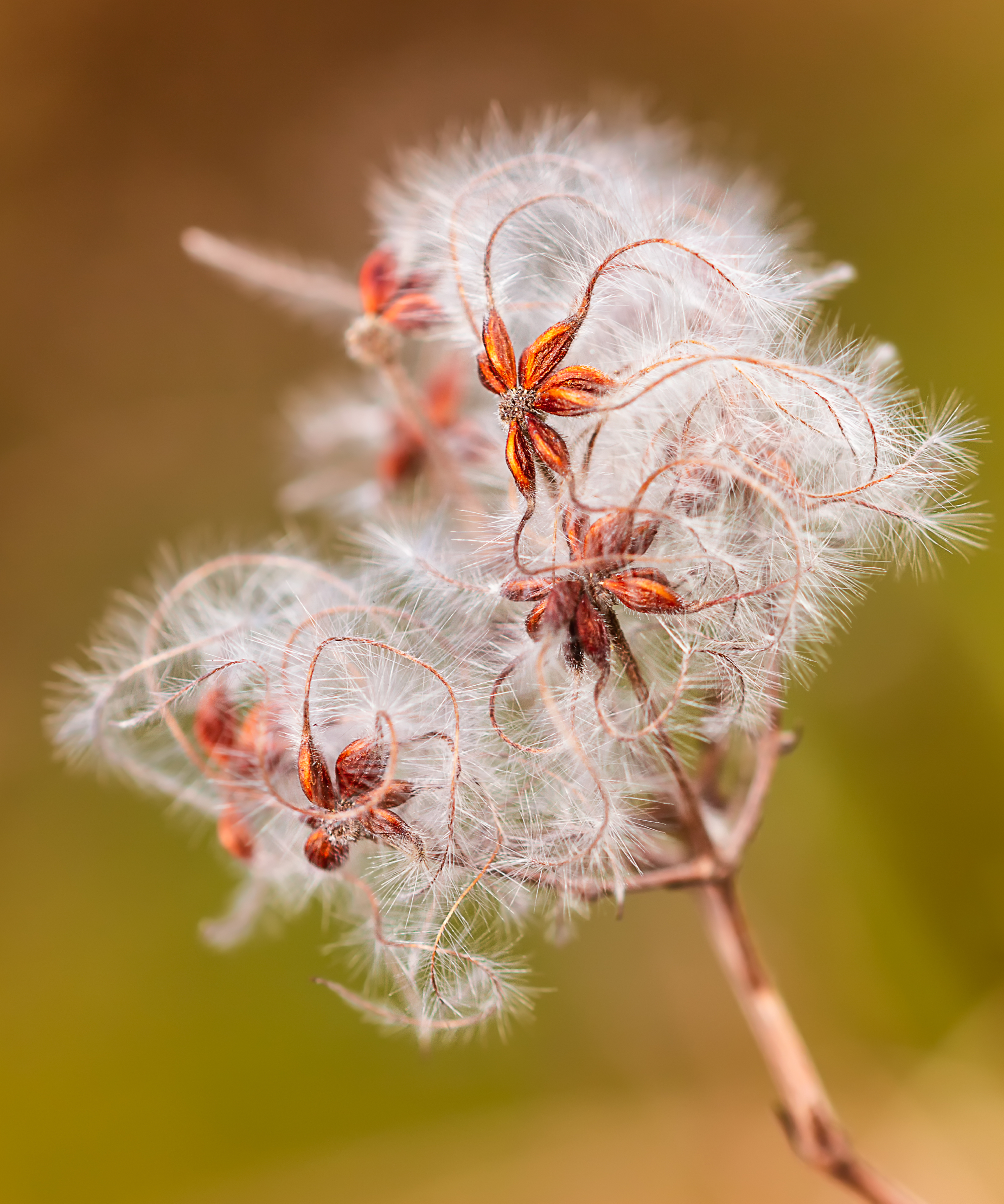 clematis seedhead