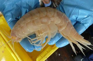 supergiant crustaceans, deep-sea crustaceans, supergiant amphipods, deep sea expedition, deep sea creatures, biggest amphipods, giant crustaceans, deep sea animals, animals of the deep sea