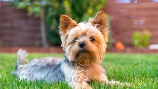 Yorkshire terrier laying on a lawn