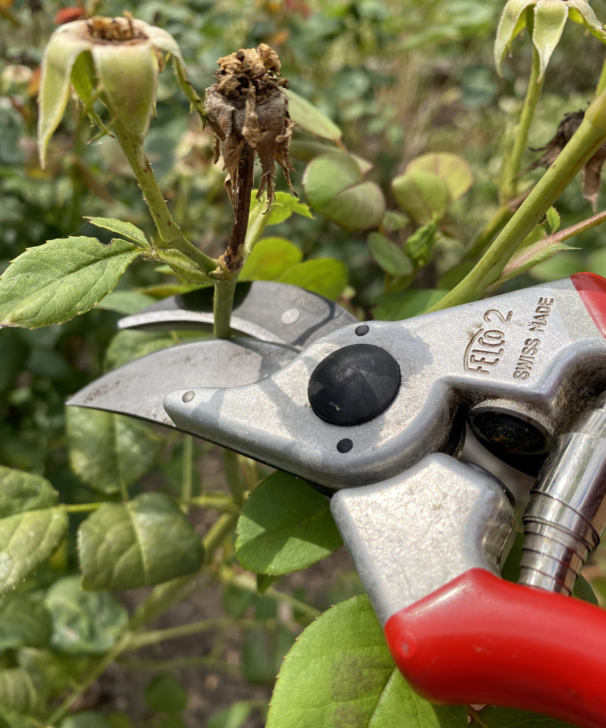 Deadheading spent rose flowers with hand pruners