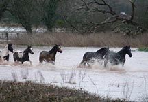 floods.jpg