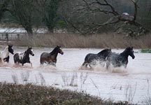 floods.jpg