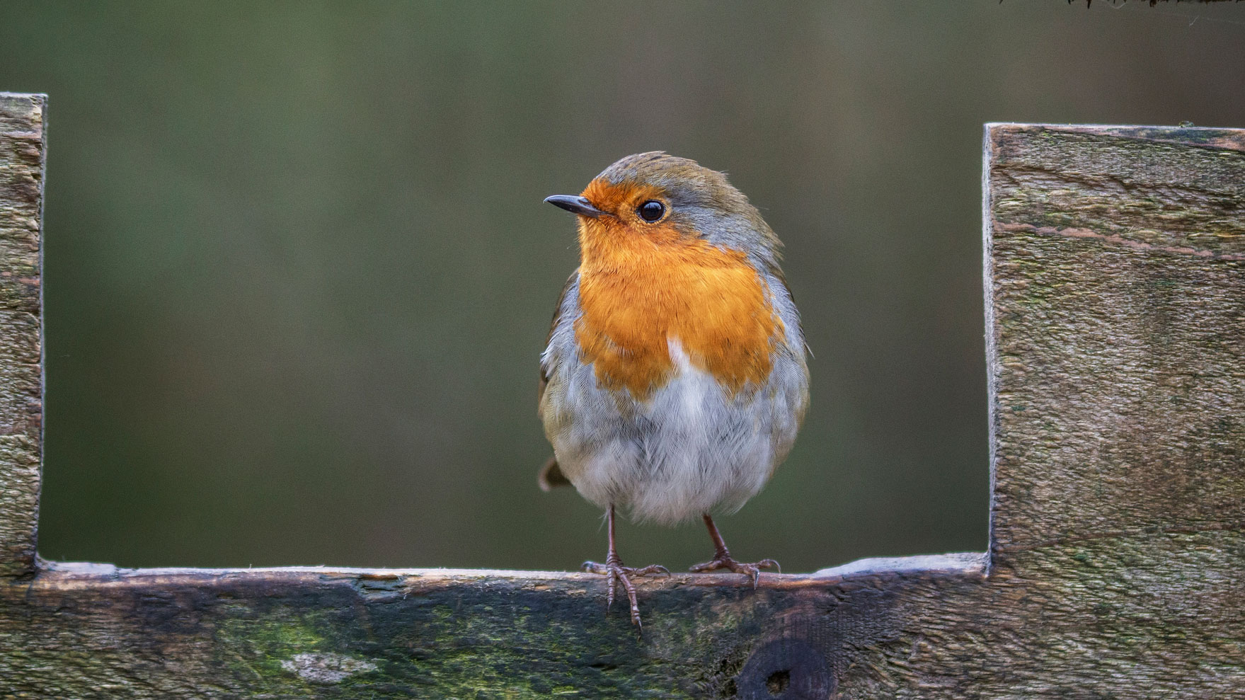 A robin sitting on a fence