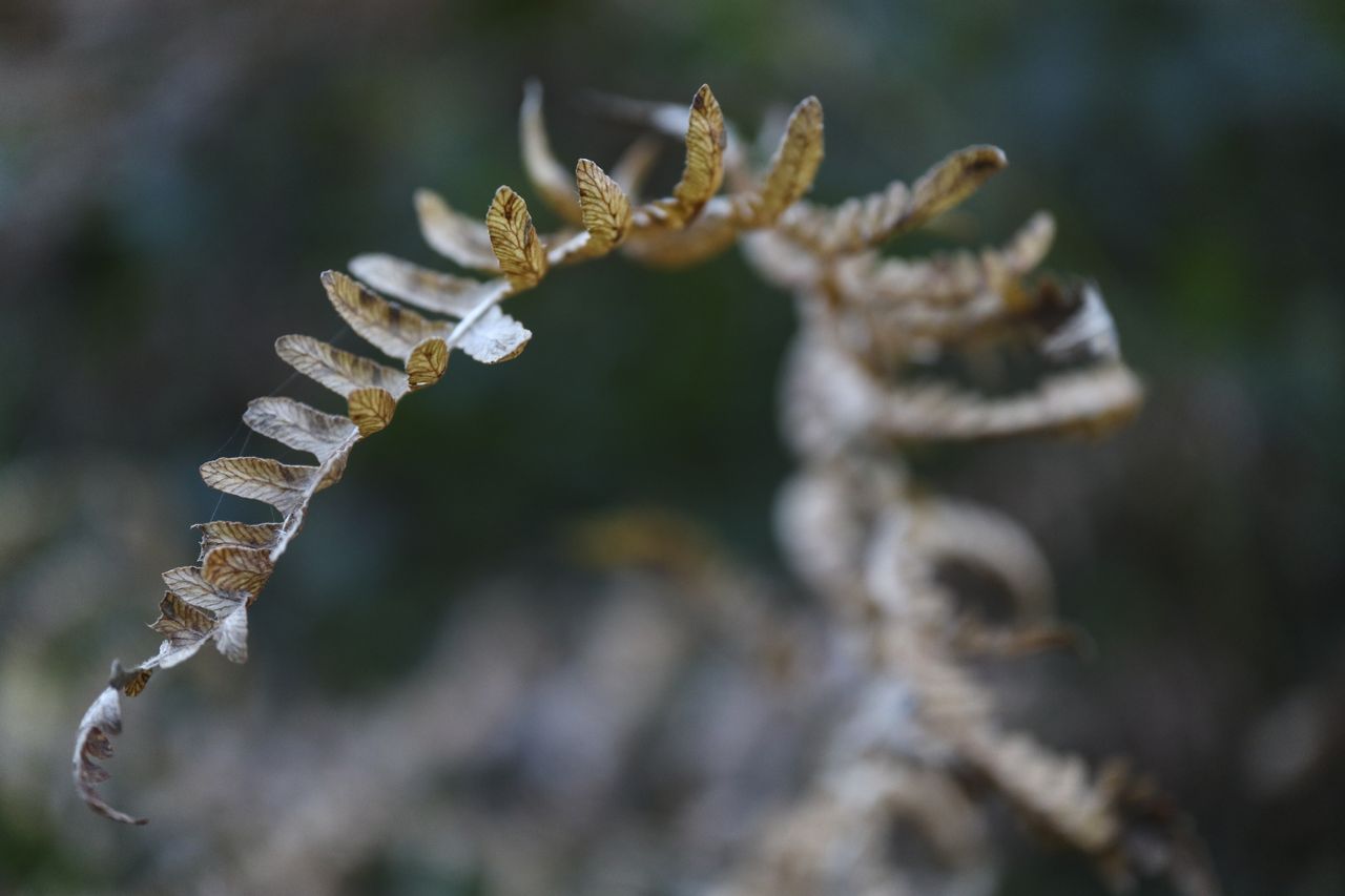 It's possible to isolate your main point of interest quite easily &ndash; this was taken with the 28mm Macro lens