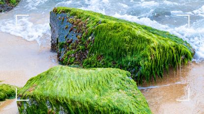 Rocks on a beach covered in sea moss next to the sea with waves crashing over it, representing the benefits of sea moss