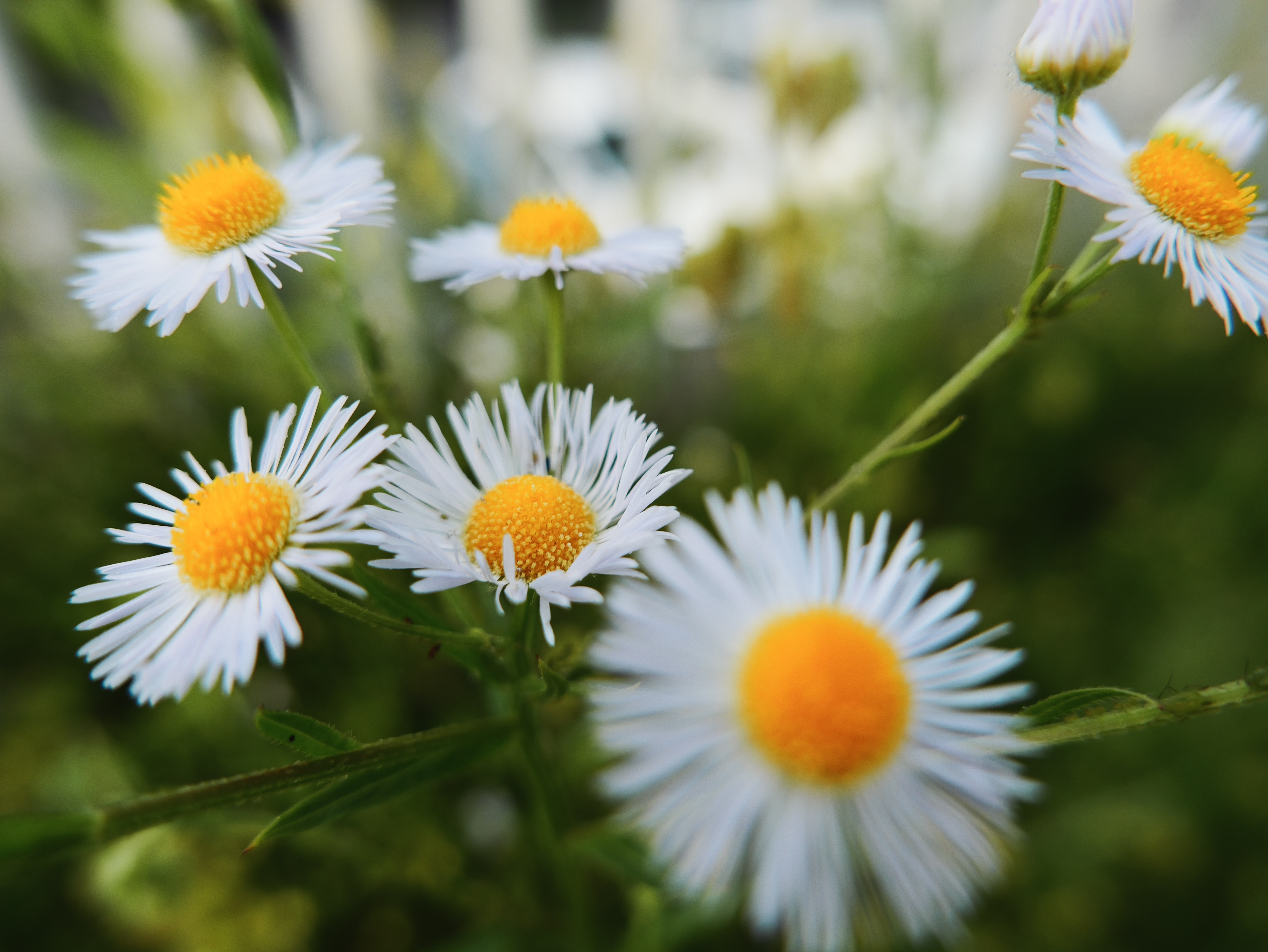 Close-up of white and yellow daisy flowers.