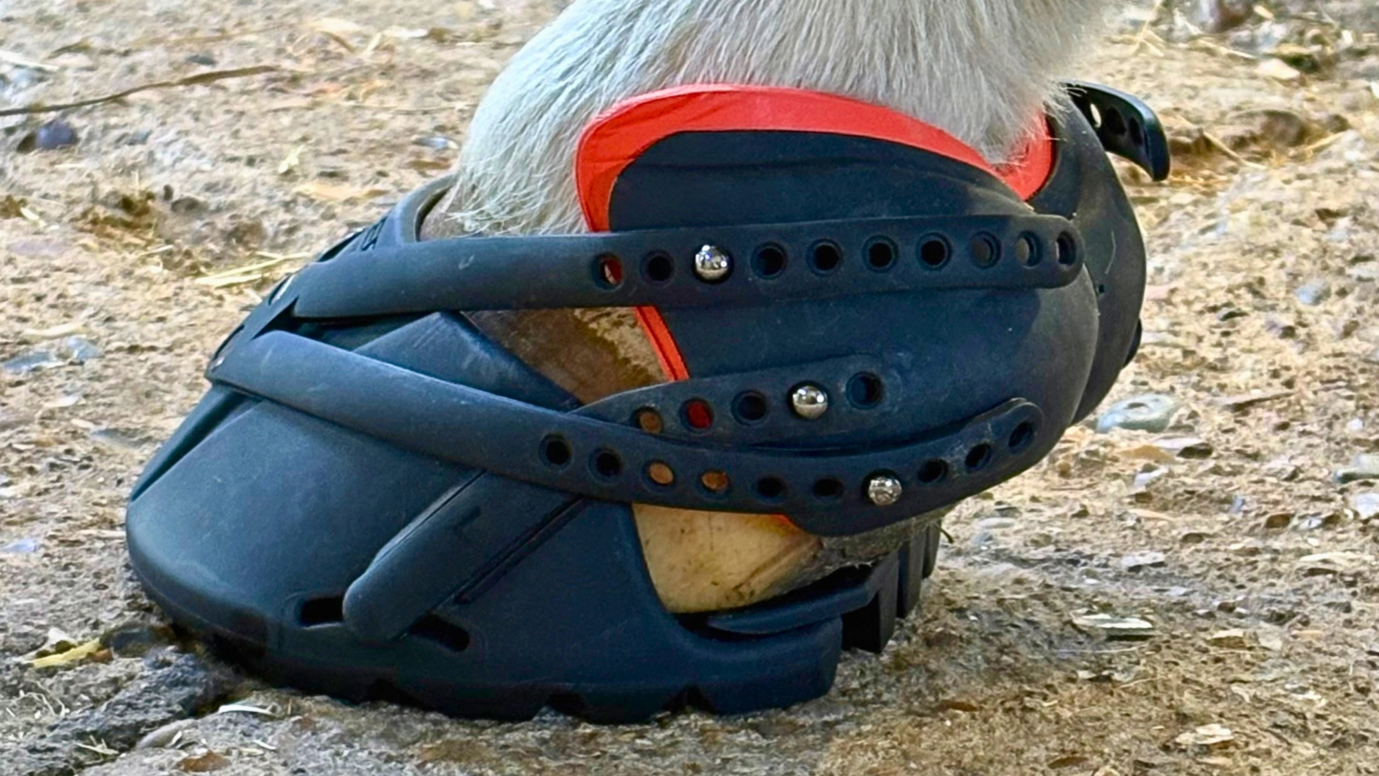 a horse's hood wearing a boot black boot that covers the hoof wall and secures at the bulb of heel