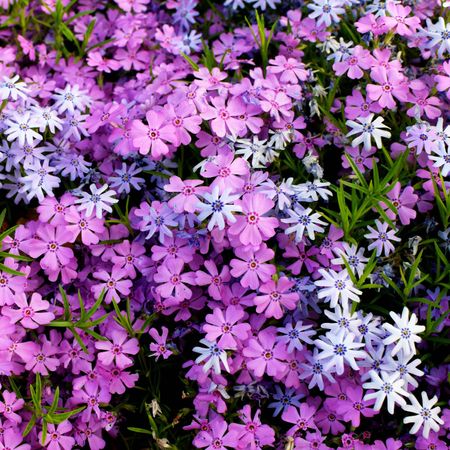 Close up of creeping phlox