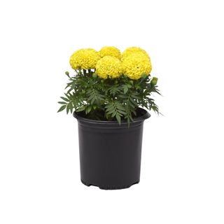 Yellow marigolds in a plastic container