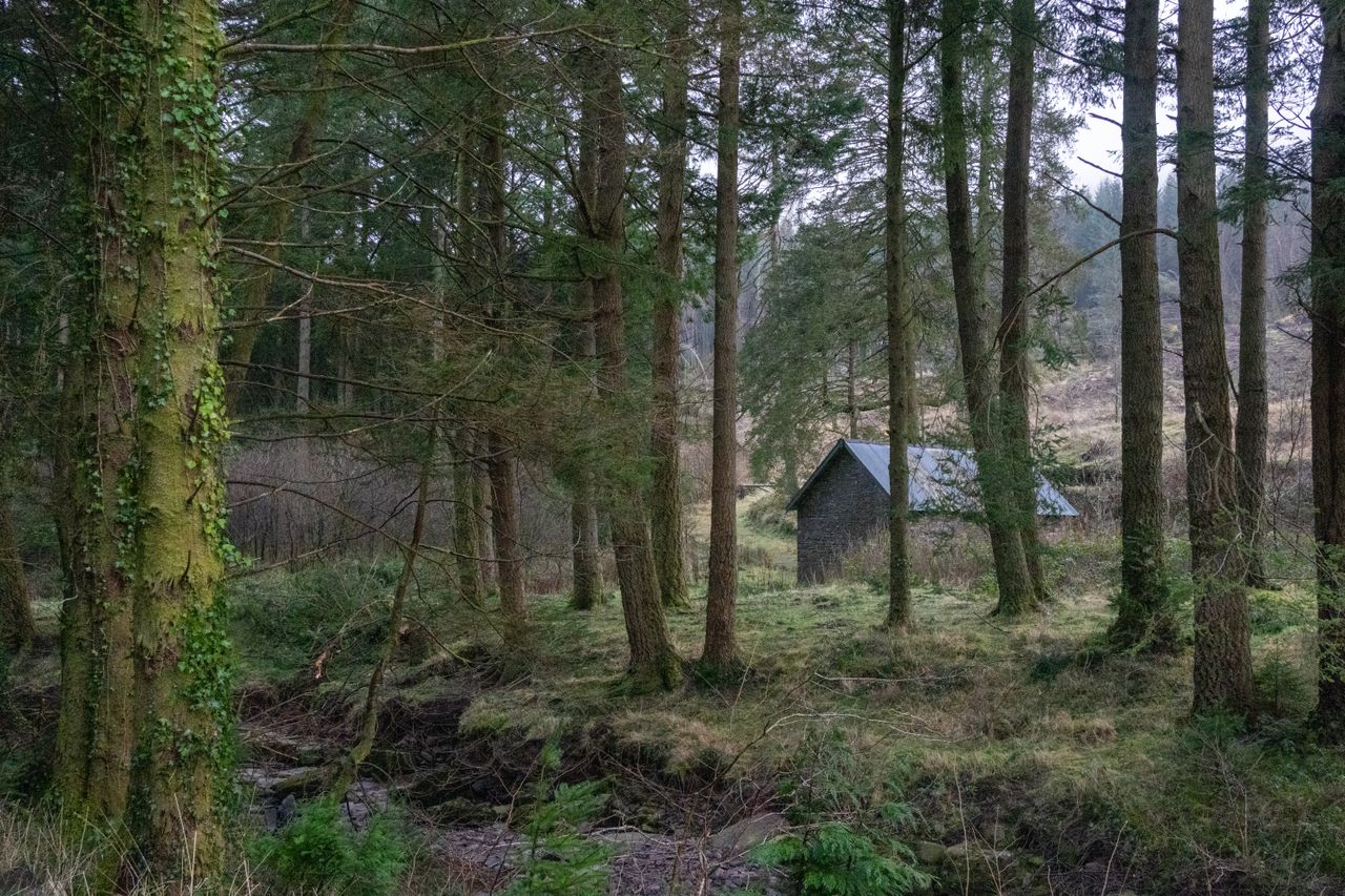 A small house in the woods