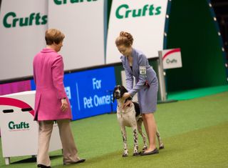 Young handler in the The International Junior Handling Competition at Crufts in 2015