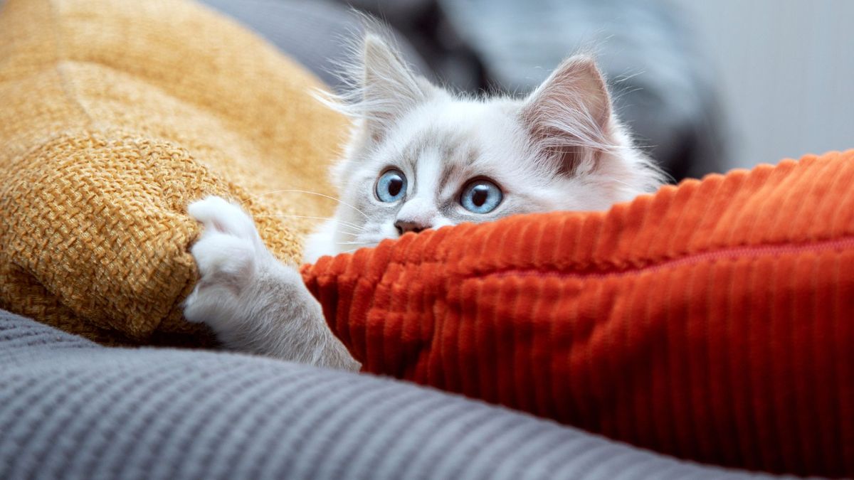 32 reasons why cats are better pets than dogs PetsRadar
