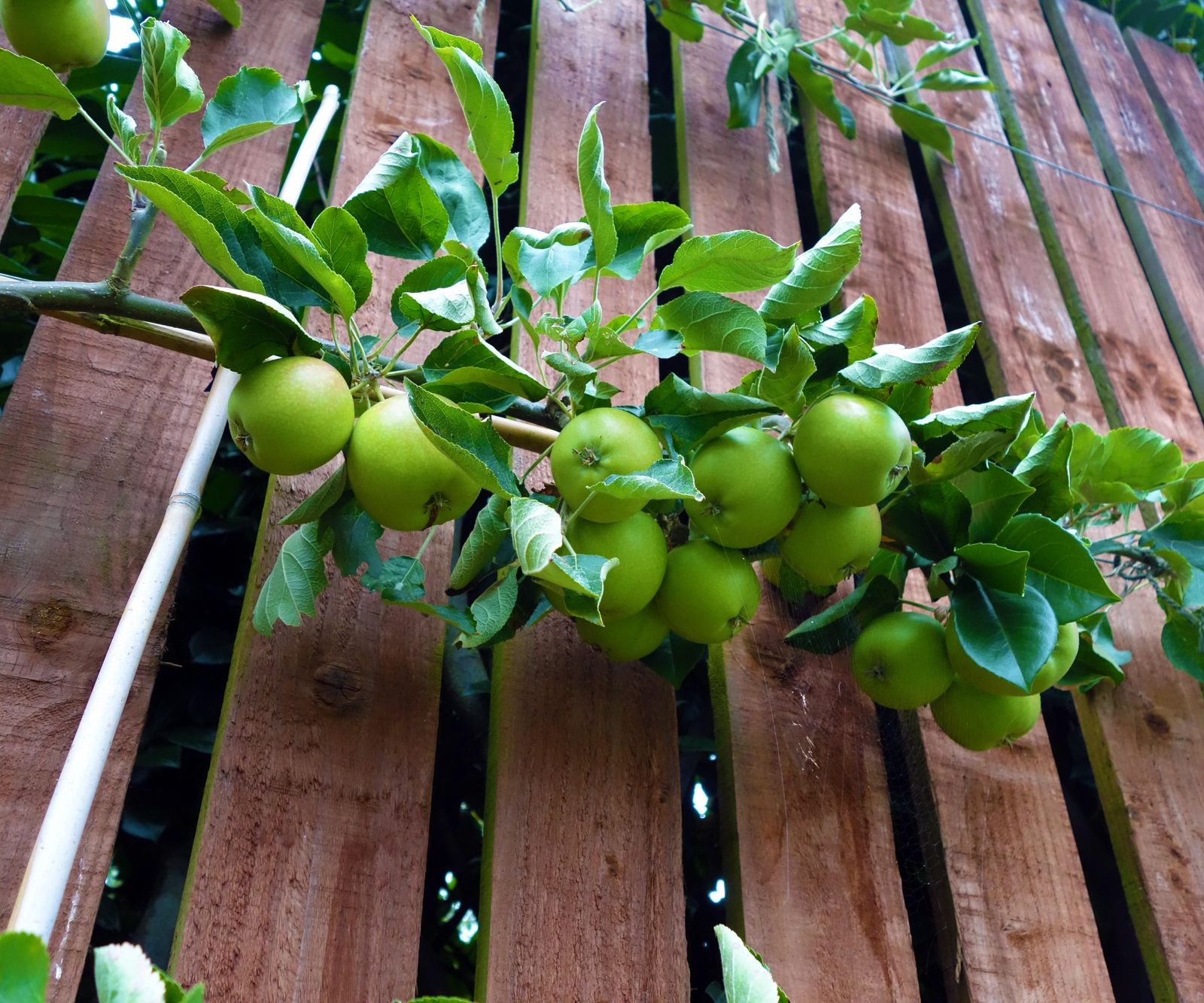 Best fruit trees for small gardens 8 compact varieties Homes & Gardens