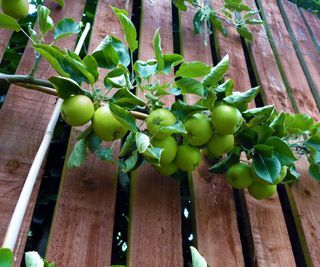 Green apples on an espalier against a fence