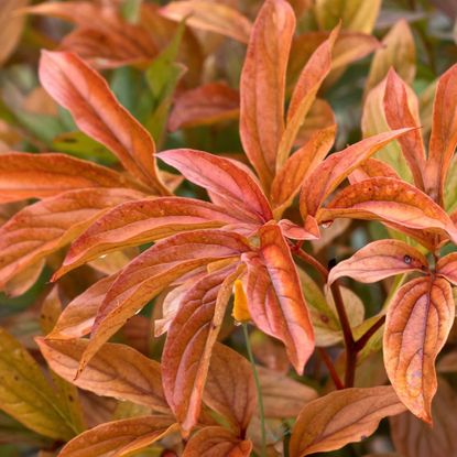 peony plant in fall with red leaves