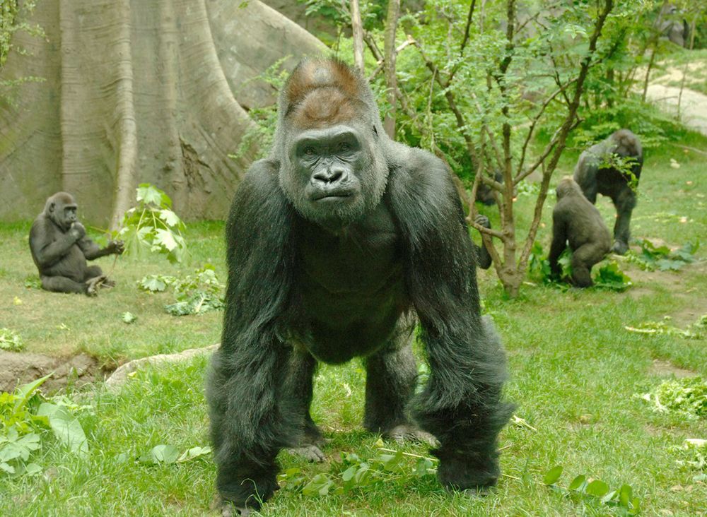 Lowland silverback gorilla zoo, earth day