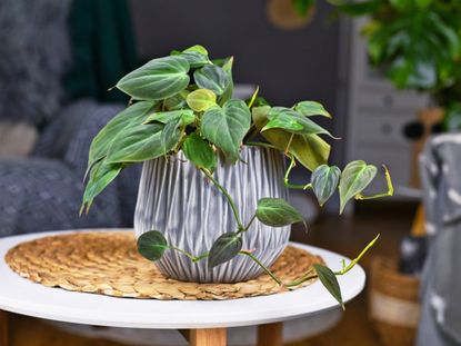 Potted Philodendron Plant