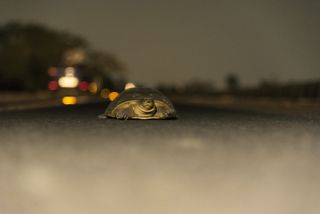 A turtle crossing a road.