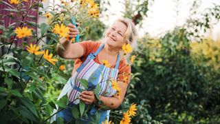 Woman cutting yellow flowers in garden