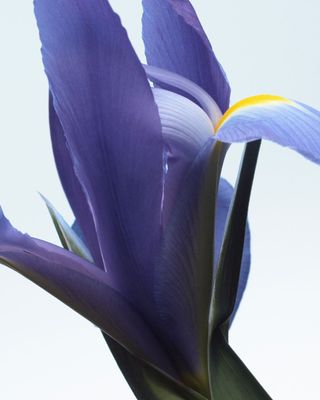 A close up still life of a purple flower