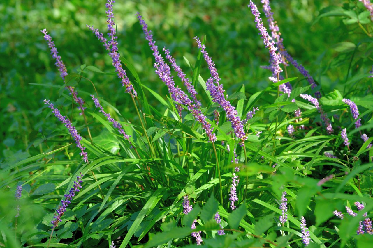 Bright purple Liriope muscari pictured next to a green lawn 