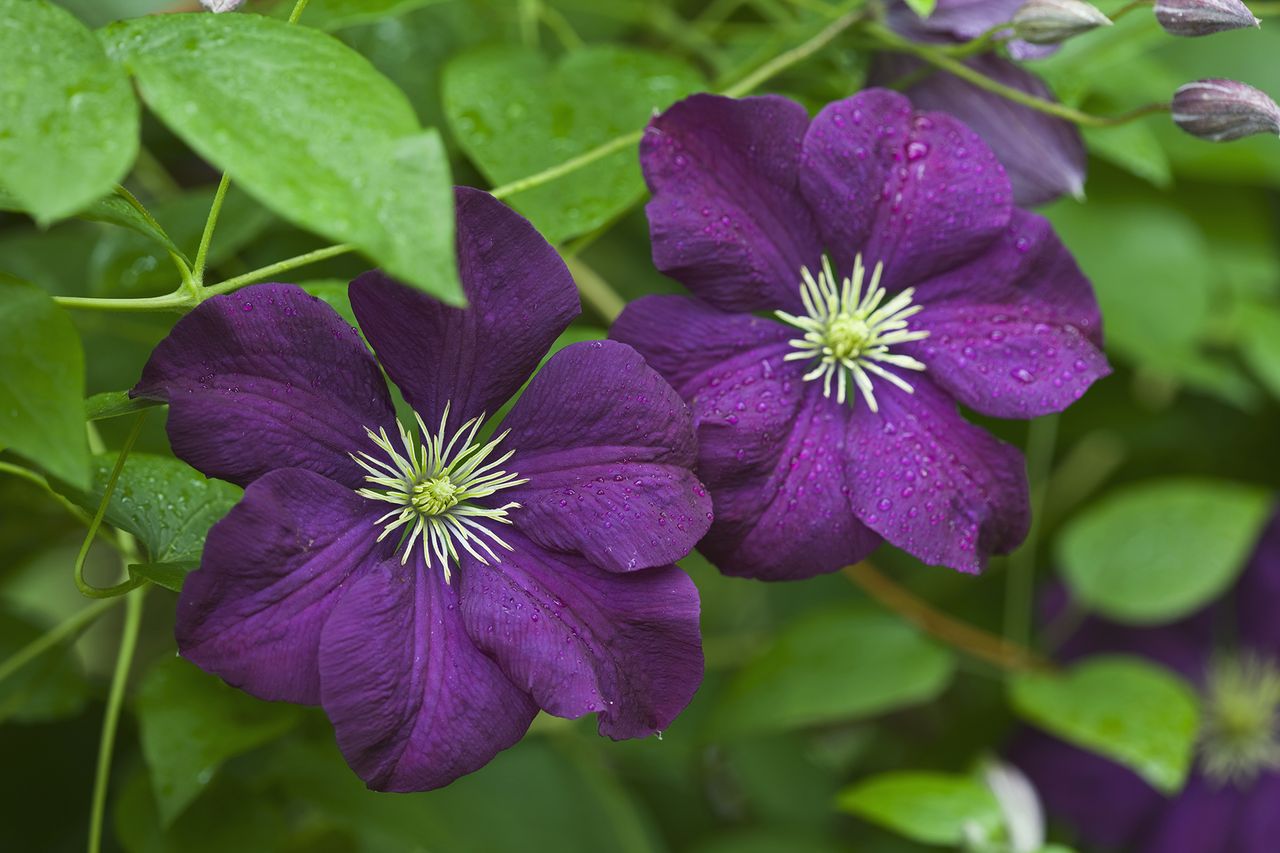 How to prune clematis everything you need to know Homes & Gardens
