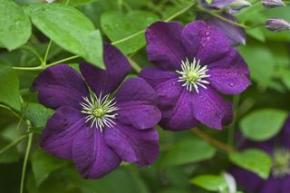 two CLEMATIS 'ETOILE VIOLETTE' blooms
