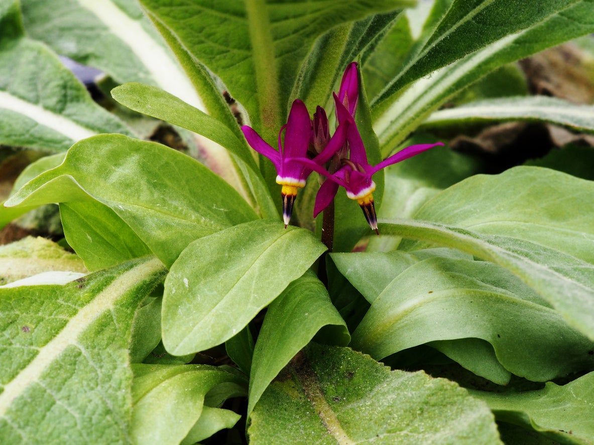 Shooting Star Plant