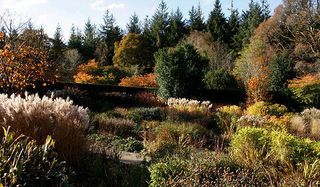 rosemoor garden