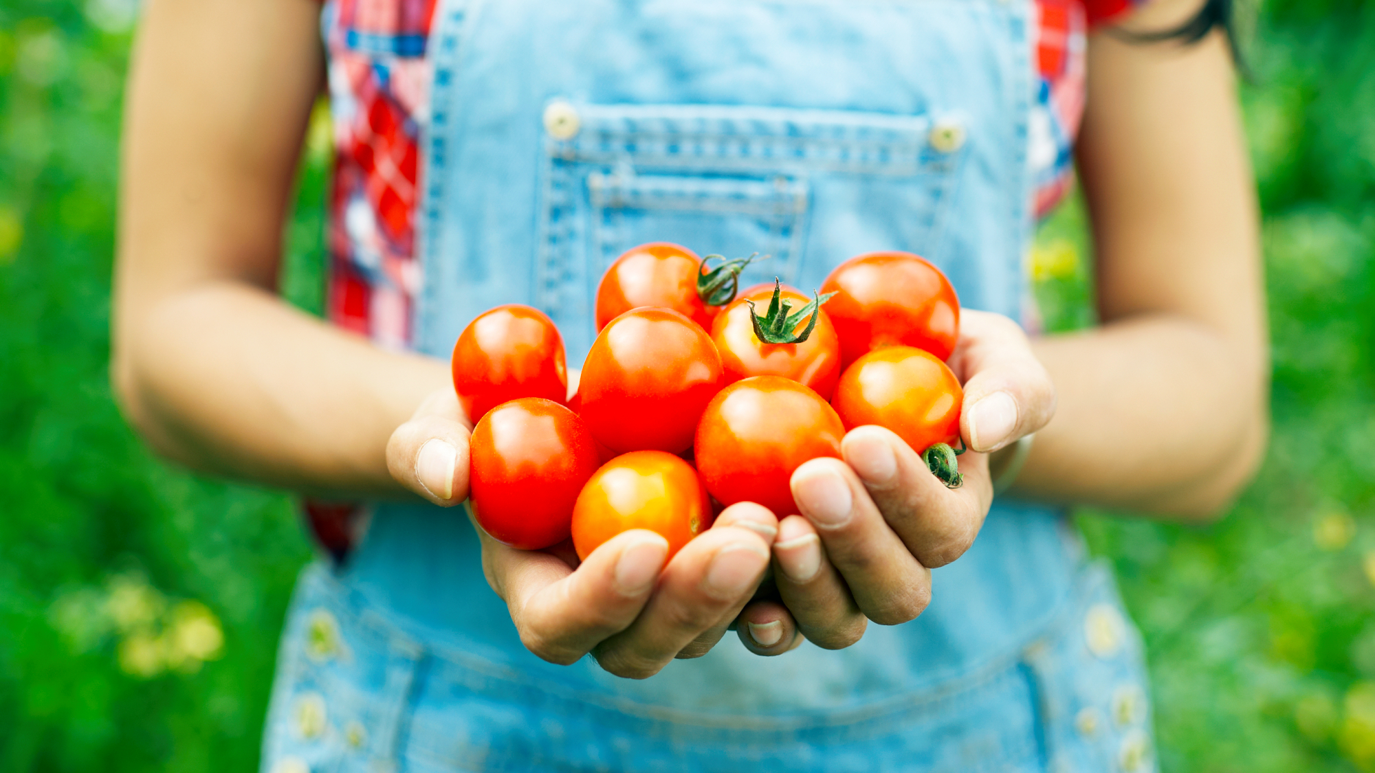 woman holding lots ot tomatoes after a bumper crop is achieved using companion planting