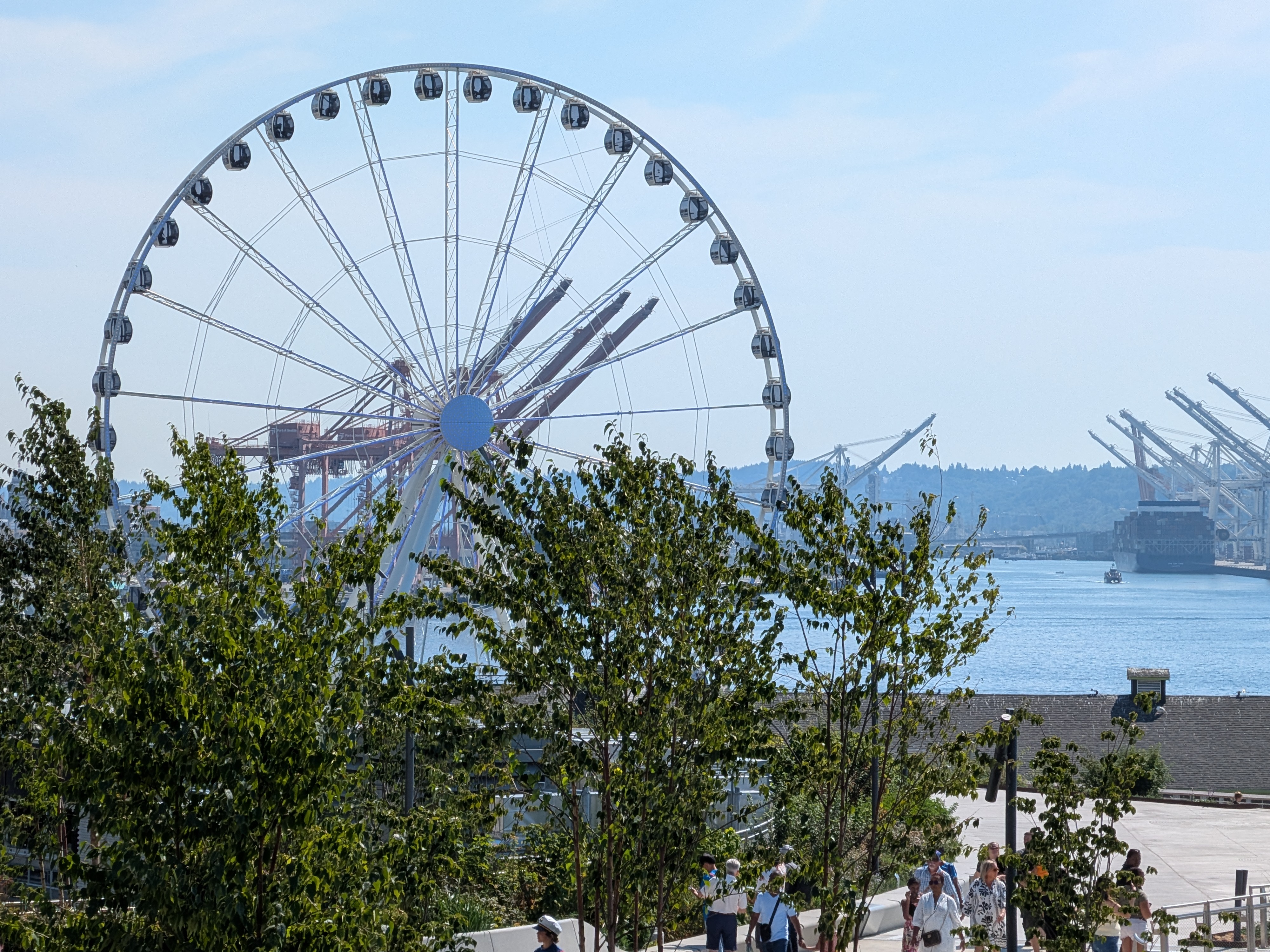 A Ferris wheel behind a tree